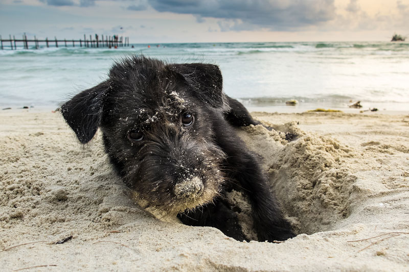 Digging Into Our Common Ground with Dogs