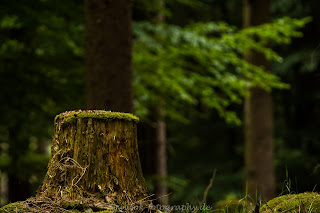 Nikon Naturfotografie Arnsberger Wald