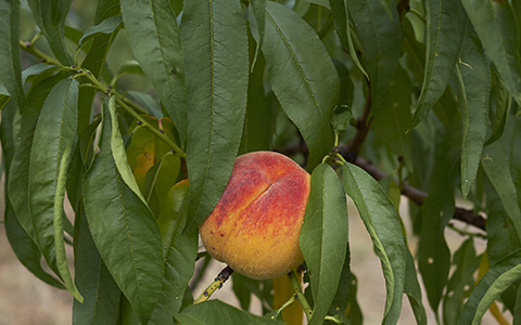 Small trees for tiny yards flowering peach