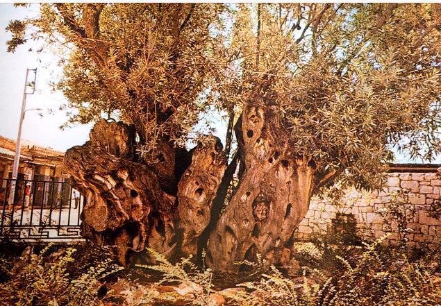 Ancient Hellas: Plato's Sacred Olive Tree