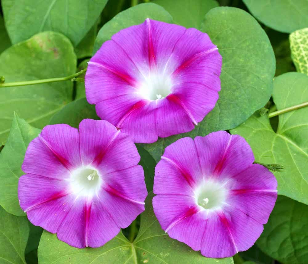 Flower Homes Morning Glory Flowers