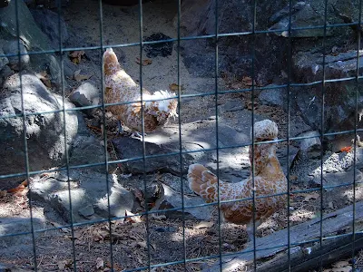 Parco Gallorose（ガッロロゼ公園）鶏の一種