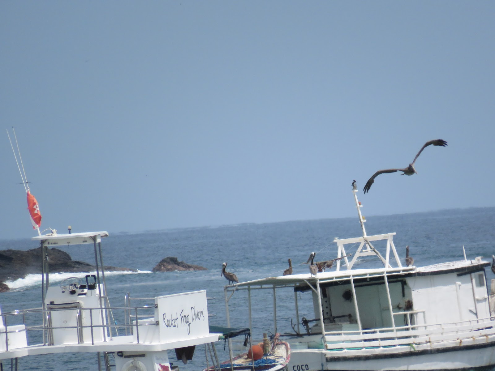 Bird & Travel Photos, Birding Sites, Bird Information BROWN PELICANS