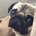 14 Reasons Pugs Are The Worst Indoor Dog Breed Of All Time