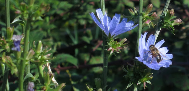 Hoverfly on chicory.
