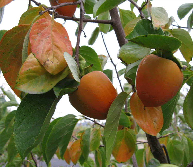Japani phal (Japanese fruit persimmon)