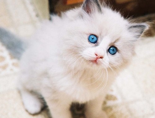 Cara Merawat Kucing Anggora Cara Merawat Kucing Anggora