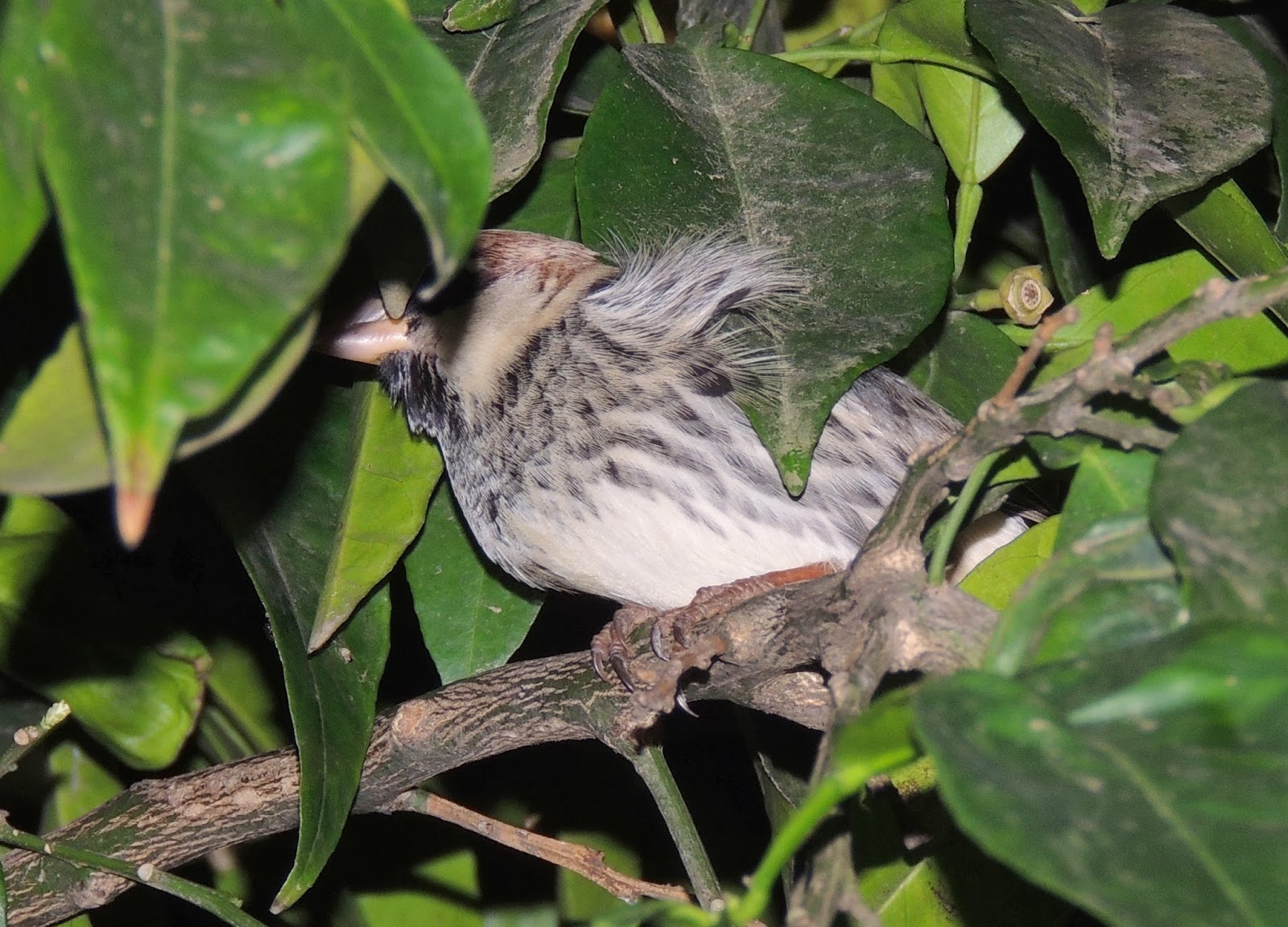 PASSER HISPANIOLENSIS