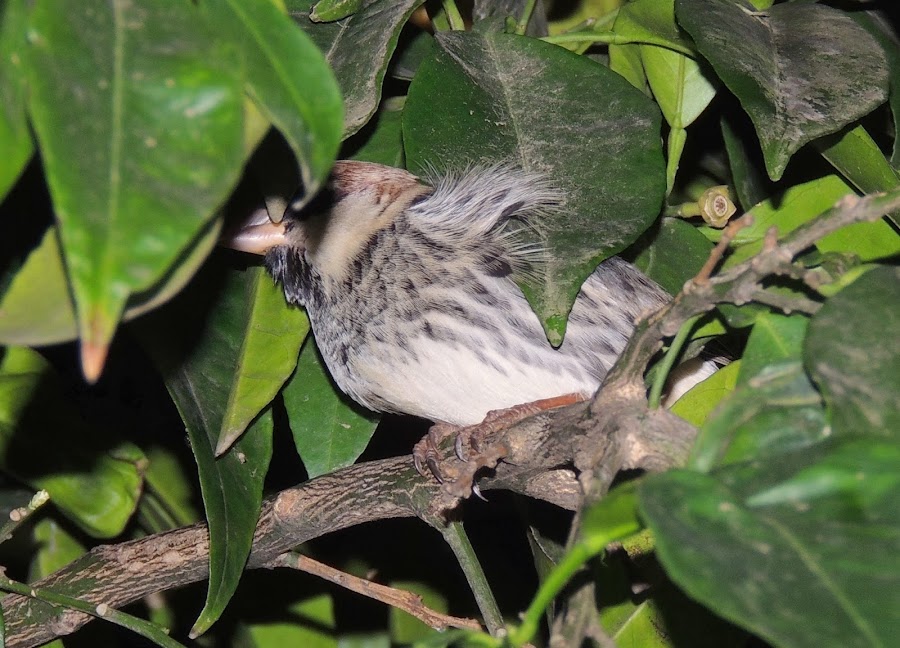 PASSER HISPANIOLENSIS