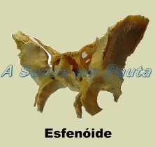 O Osso esfenóide é um osso da categoria Pneumático, tem cavidades revestidas de mucosa e cheias de ar que recebem o nome de seio
