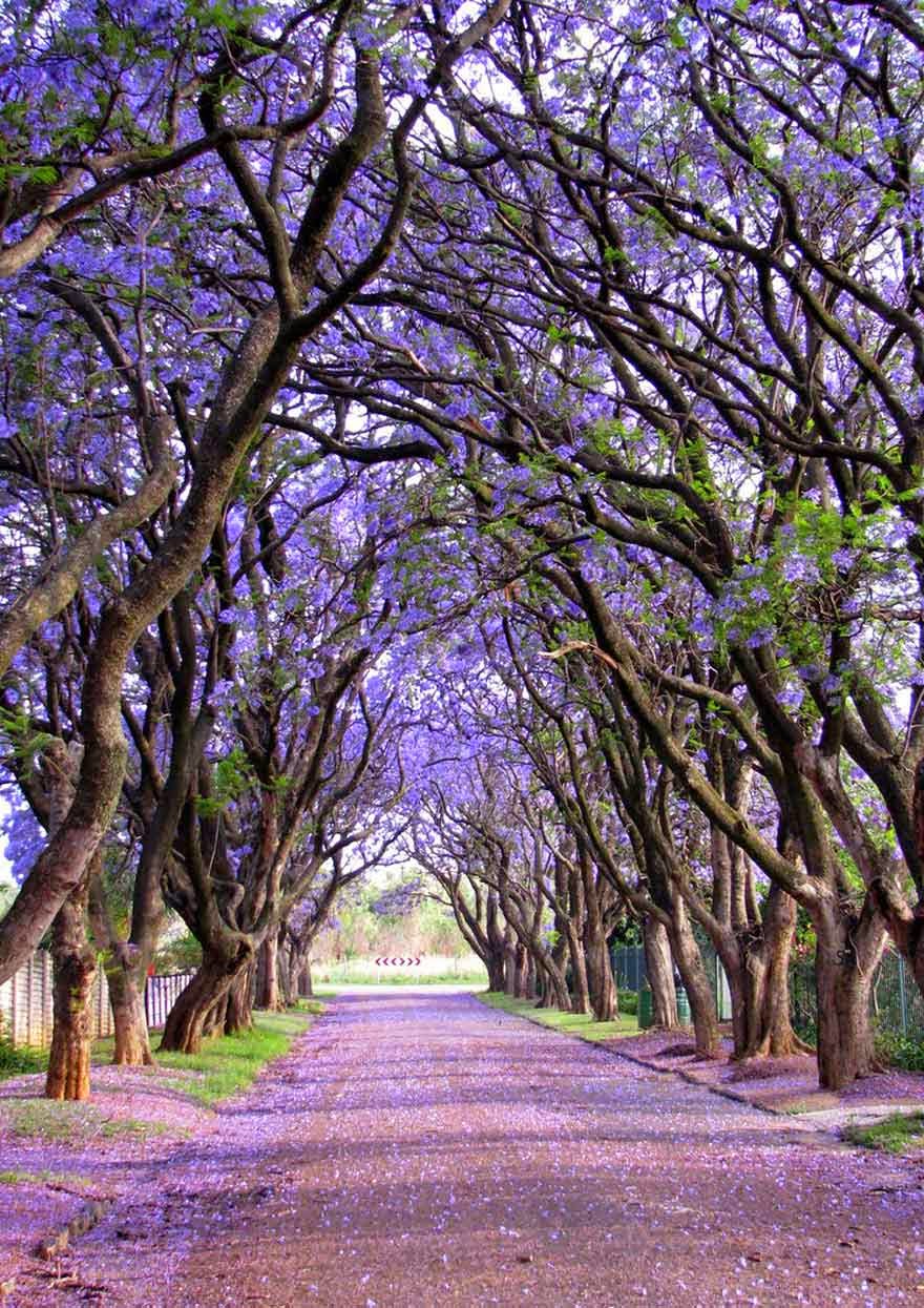 #13. Jacaranda trees in Cullinan, South Africa - 16 Of The Most Magnificent Trees In The World.