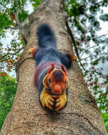 An Indian Malabar squirrel,...