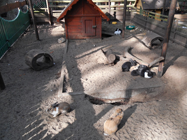tu mieszkają króliki Nowy Tomyśl, zoo, zwierzęta, zwiedzanie