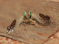 A fly with wings held out perpendicular to its body, along the ground. Each wing has a dark mark that could be interpreted to look like a small spider or ant.