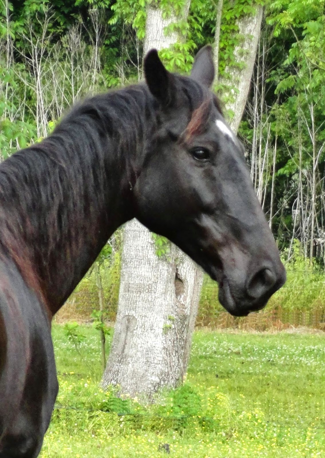 Shadow --  Tennessee Walker