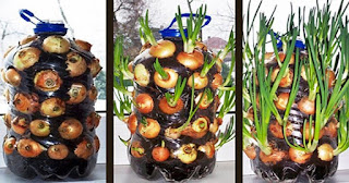 merupakan makanan padat nutrisi karena memiliki jumlah kalori yang rendah namun punya nutr Cara Menanam Bawang Di Plastik Botol