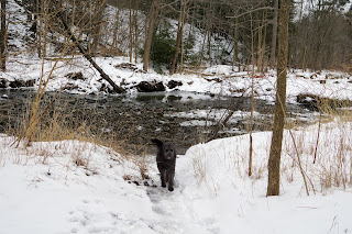 Black dog standing in front of Wilket Creek in the Wilket Creek Park, Toronto.