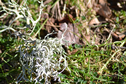 Evernia prunastri