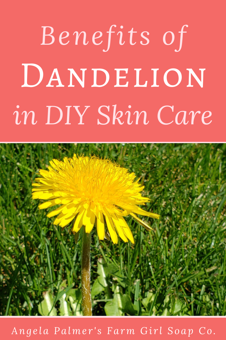 Skin care benefits of dandelion, and how to use dandelion in DIY skin care recipes. By Angela Palmer's Farm Girl Soap Co. Learn how to make your own herbal skin care products.