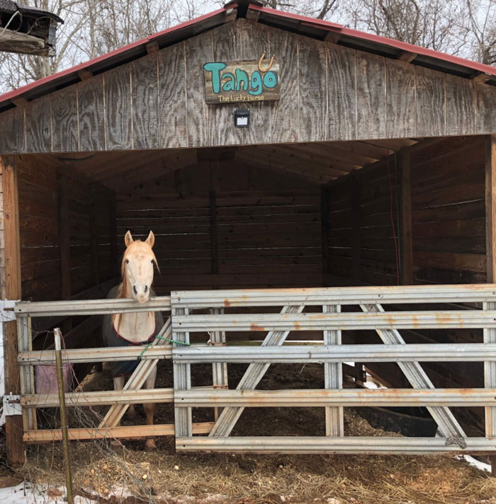 Meet Tango, The Hilariously Stupid Horse That Has Gone Viral Meet Tango, The Hilariously Stupid Horse That Has Gone Viral