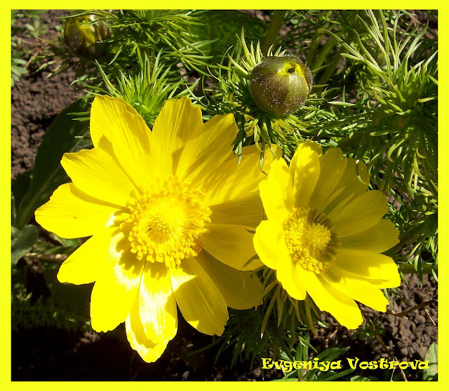 АДОНИС (ГОРИЦВЕТ ВЕСЕННИЙ)