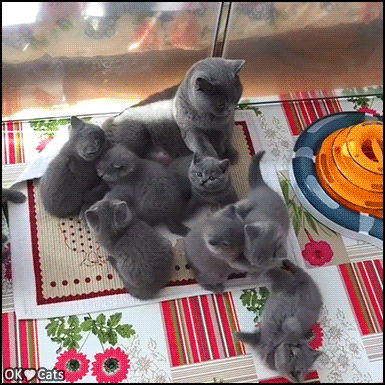 Amazing Kitten GIF • Brave Mama cat has a litter of 9 (!) blue British shorthair babies 1-2  [cat-gifs.com]
