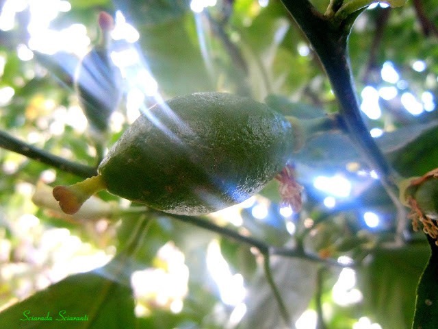 Cedro verde