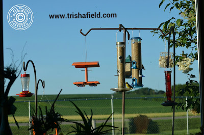Bird feeders