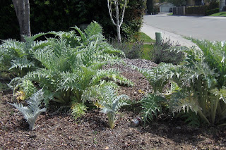 artichoke plants in garden