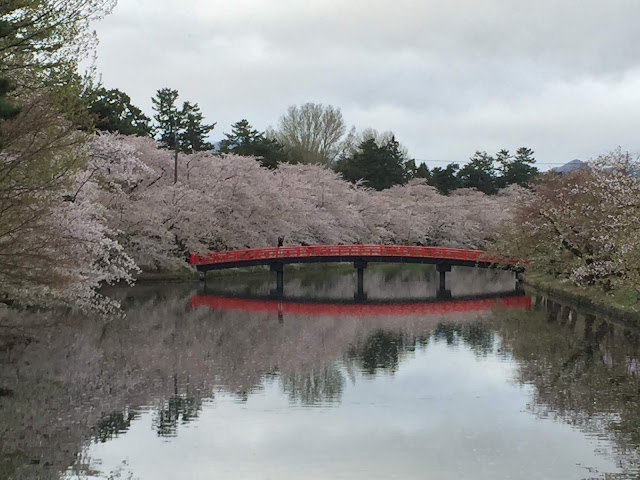弘前の桜と赤い橋