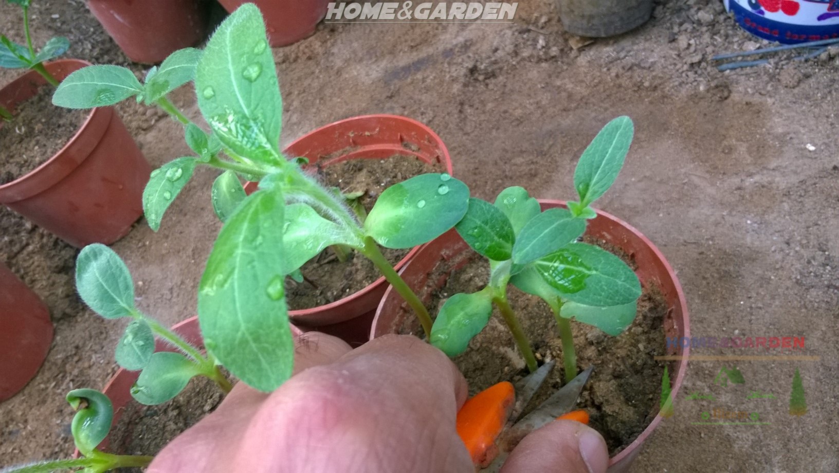 How to Start Sunflower Seeds Indoors