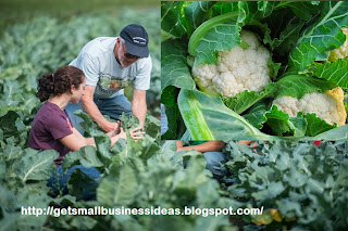 Cauliflower Farming Business