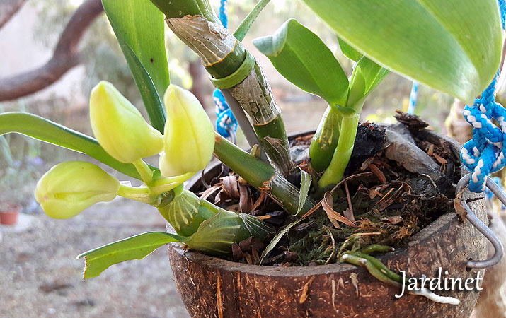 Como fazer as orquídeas dendrobium florirem - Jardinet