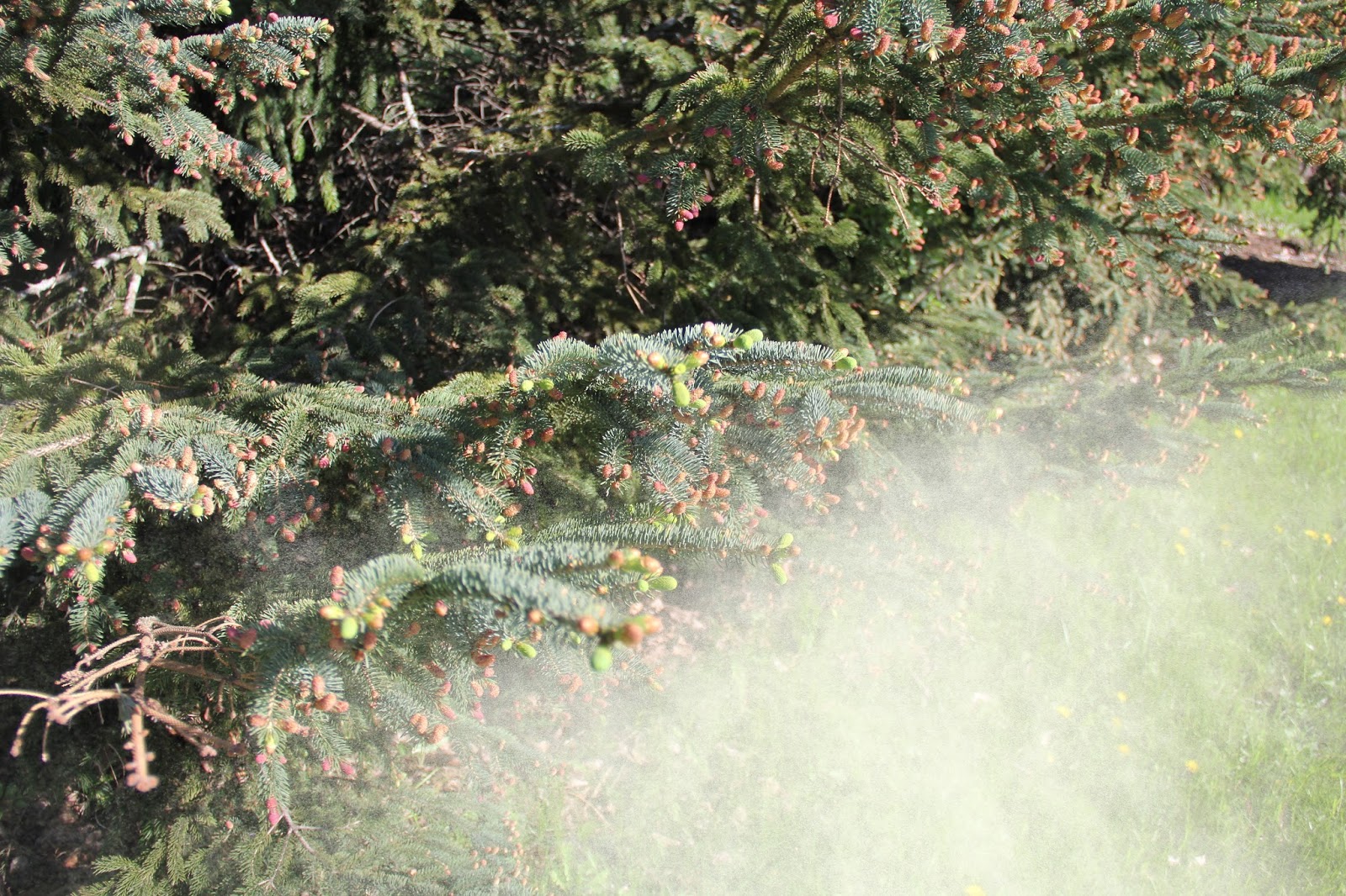 Isabella Conservation District Environmental Education Program Spruce