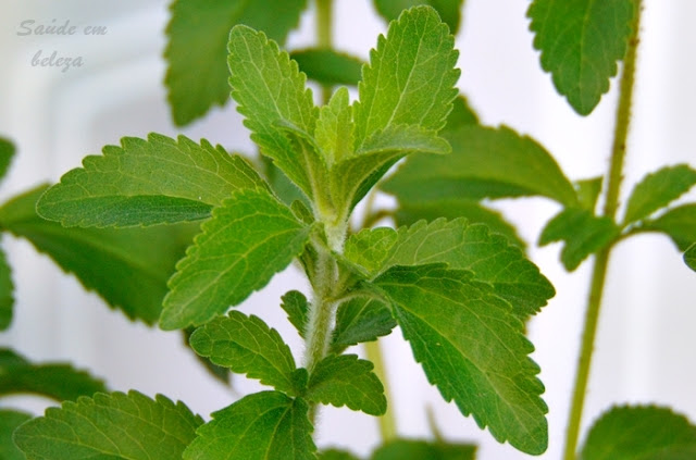 Benefícios da stevia