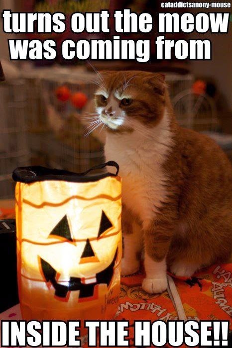 Happier Than A Pig In Mud: LOL Cats for a Happy Halloween!