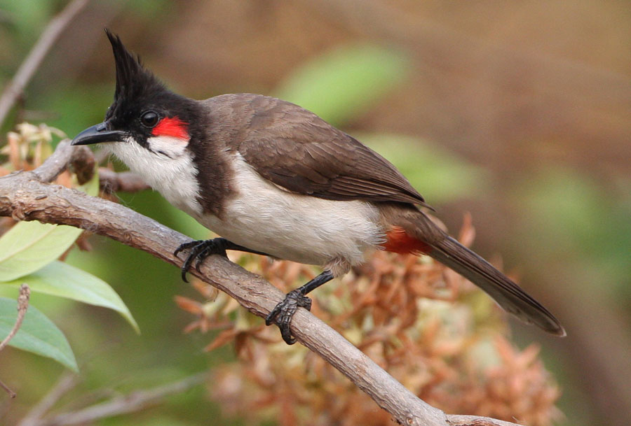Mandy West Wildlife Photography Common Bird Species of Goa