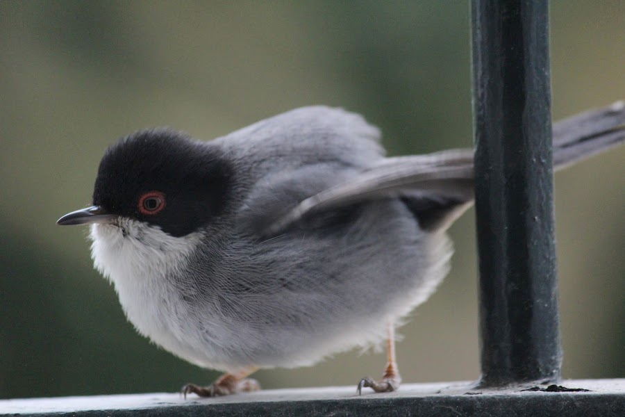 Sylvia melanocephala