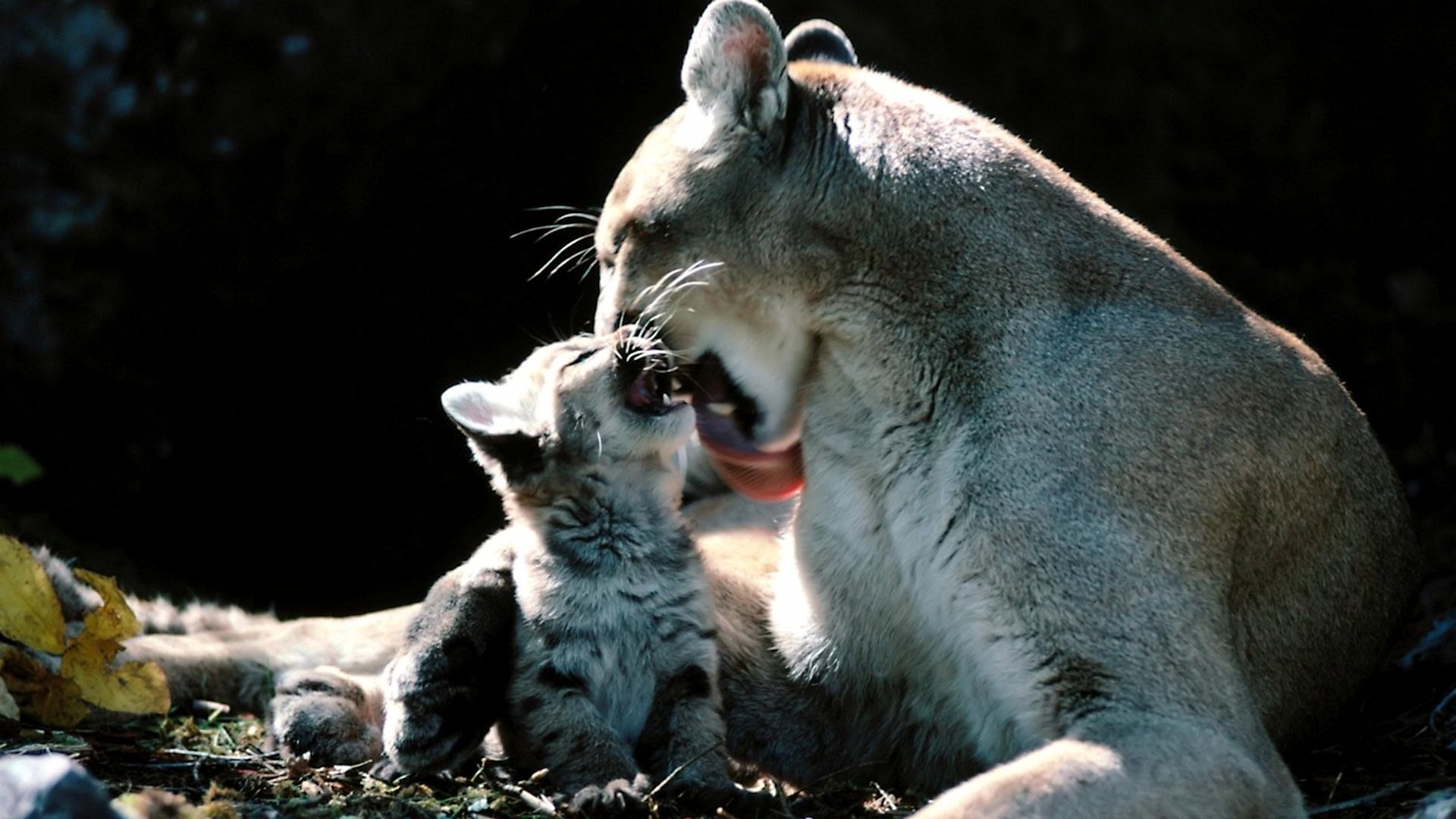 Cougar And Cub Full Hd Desktop Wallpapers 1080p