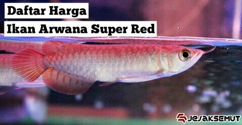 Daftar Harga Ikan Arwana Super Red Semua Ukuran Terbaru 2020 | JejakSemut