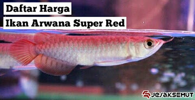 harga ikan arwana super red