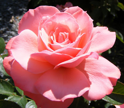 Coming Up Roses: Expert Rose Advice from Witherspoon Rose Culture ...