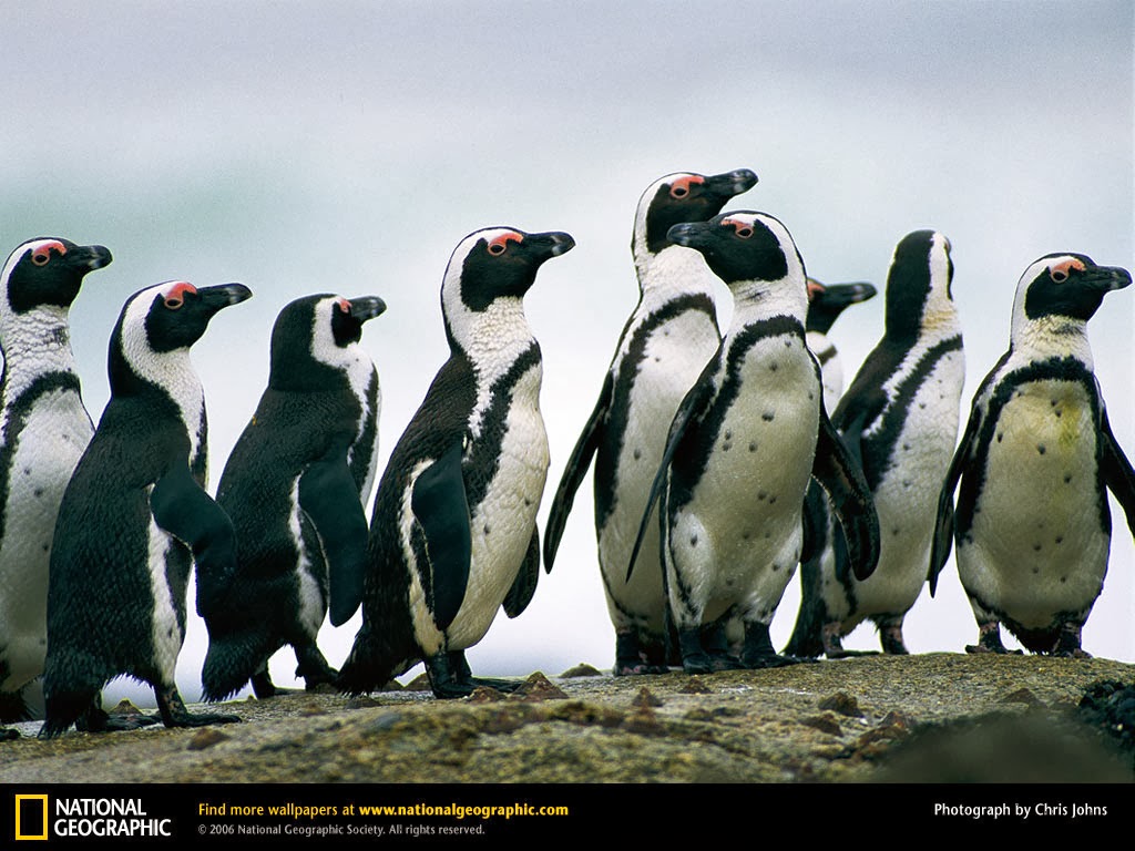 самый распространенный вид пингвинов в антарктиде. папуанский пингвин. антарктида пингвины адели. пингвины птицы представители. императорский пингвин в антарктиде.