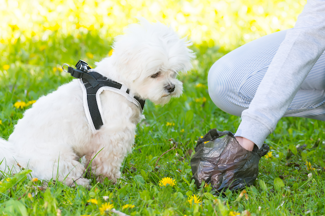 COMO ENSINAR SEU SHIH TZU A FAZER XIXI E COCO NO LUGAR CERTO – O SEGREDO