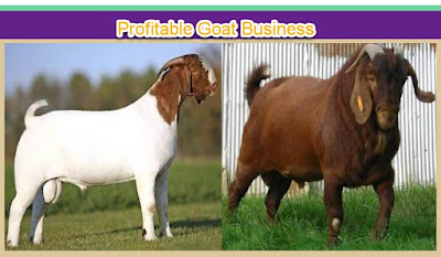profitable goat farming business