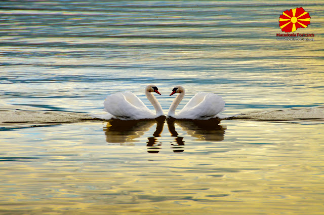 Two Swans Making a Heart - Ohrid Lake, Macedonia