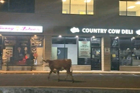 Police chase loose cow through Connecticut town|interesting news|