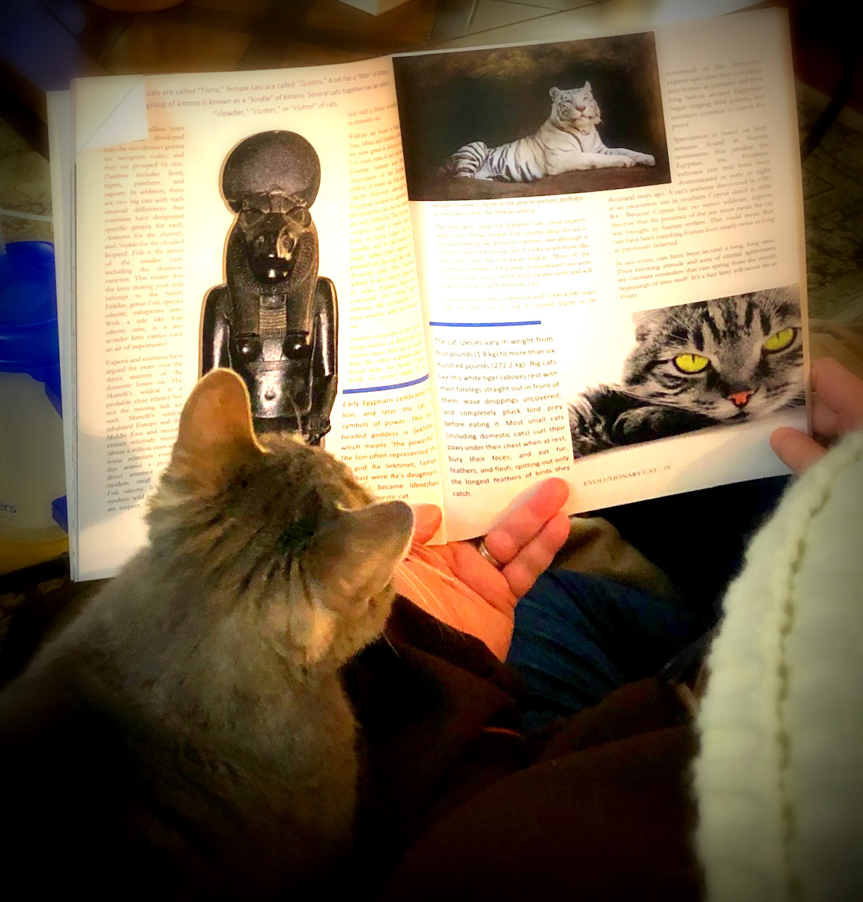 Cat Chat With Caren And Cody Cat Life Celebrating The History