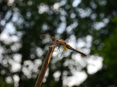 dragonfly on twig