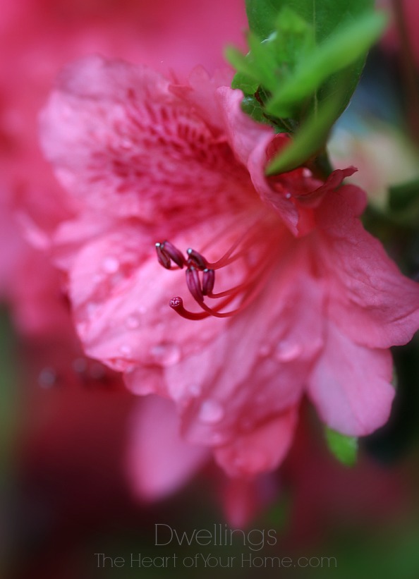 pink azalea